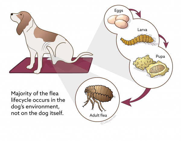 fleas on dogs