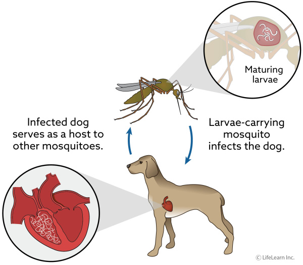 heartworm injection dogs