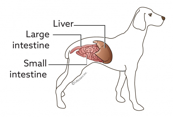 Infectious Hepatitis Adenovirus In Dogs Vca Animal Hospital