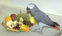 african grey parrot food