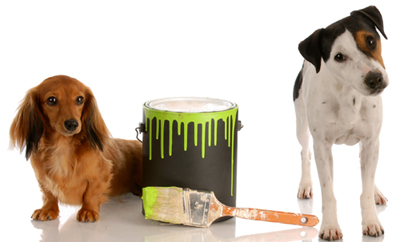 Paint and Varnish Poison Alert for Dogs 