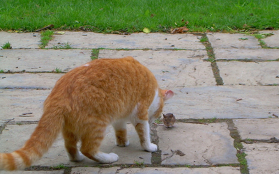 Cuterebra or Warbles in Cats  VCA Animal Hospital