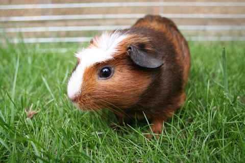 guinea pig flea treatment
