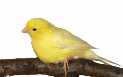 canary vet near me