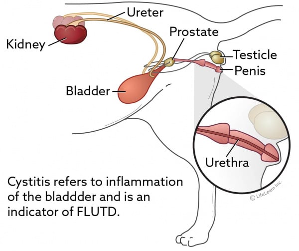 feline urethral obstruction treatment