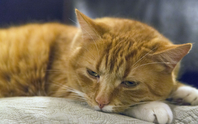 Palliative Care and Hospice for Pets 