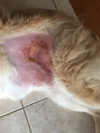 acute moist dermatitis in dogs treatment