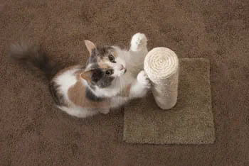 cat scratching post to trim nails