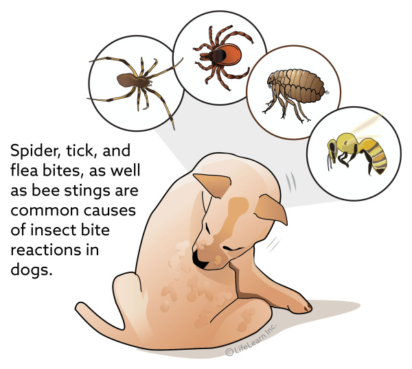 different bugs on dogs