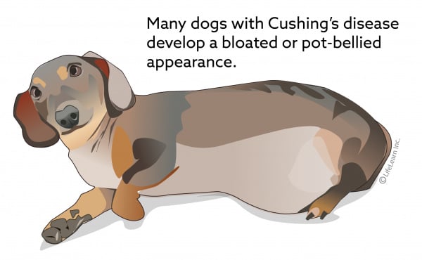 canine cushing's medication