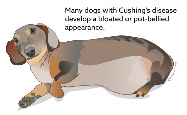 How To Help A Dog With Cushings Disease