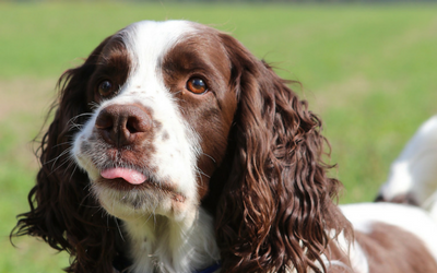 many tears cocker spaniel