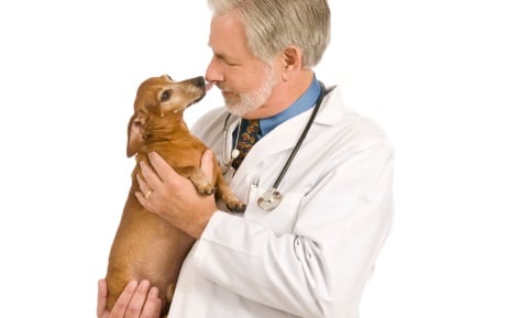 Chemotherapy Drug Poisoning in Dogs and Cats