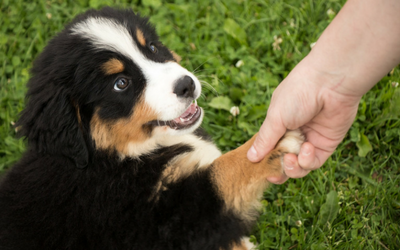Vaccines for Dogs | VCA Animal Hospital