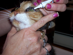 Applying Eye Ointments to Cats | VCA 