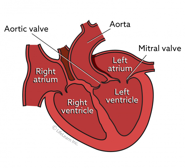 dog heart disease treatment