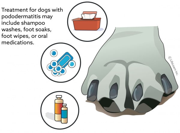 Pododermatitis In Dogs Vca Animal Hospital