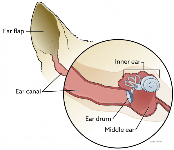 dog ear canal