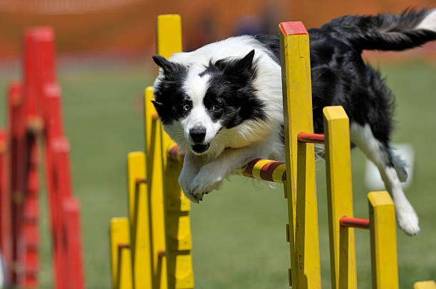 Nutritional Needs of Performance Dogs