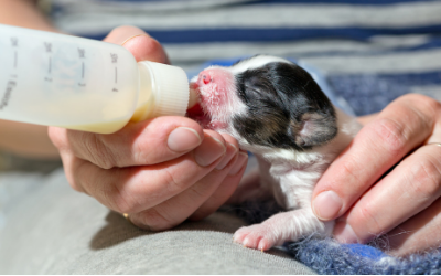 4 week old puppies eating solid food