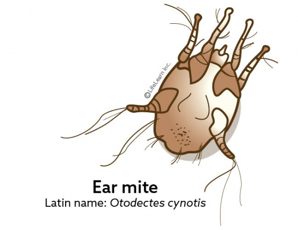 antibiotics for ear mites in dogs