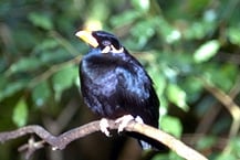 mynah_birds-2