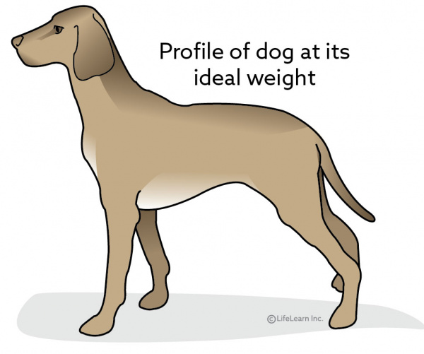 how to get your dog to lose weight yahoo