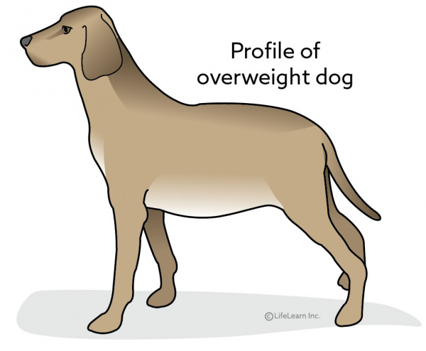 dog is overweight