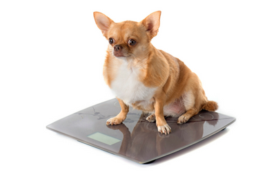 how to get your dog to lose weight yahoo