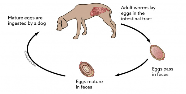 Whipworm Infections in Dogs | VCA 