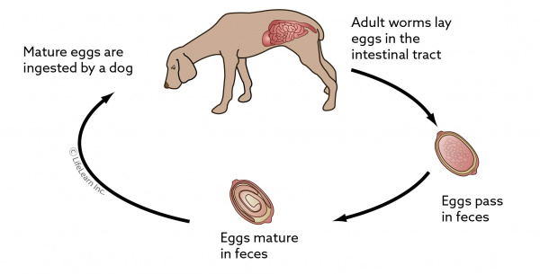 heartworm in human