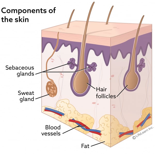 seborrhea in dogs treatment