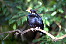 Mynah Birds Feeding Vca Animal Hospital