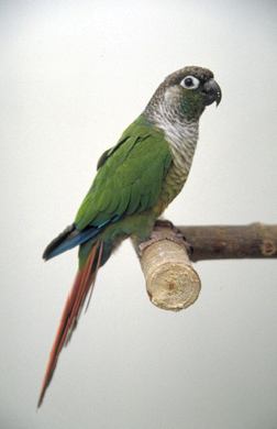 Perches for Birds | VCA Animal Hospital