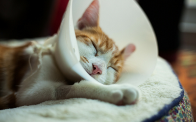 cat cone surgery