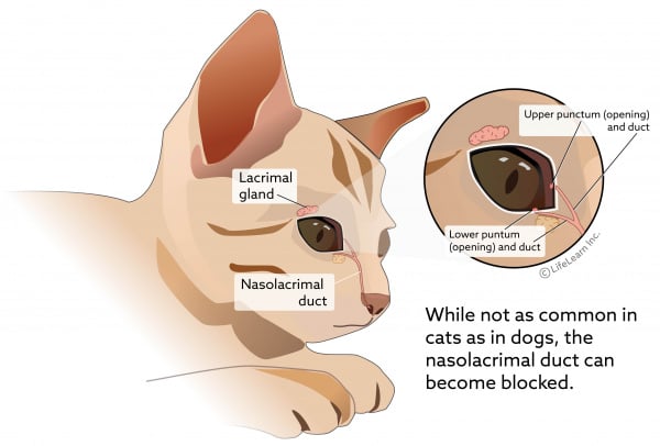 antibiotics for cat eye infection