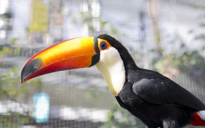 Toucans And Toucanettes Feeding Vca Animal Hospital