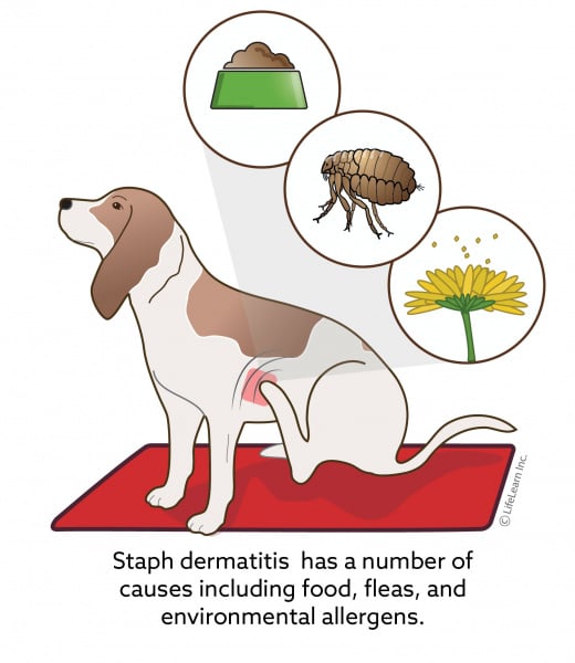 eczema in dogs natural treatment