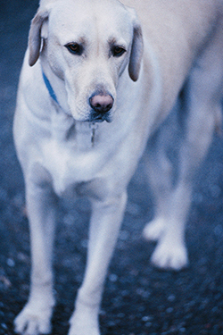 dog autoimmune disease skin treatment