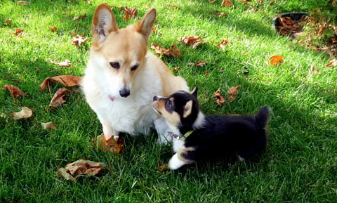 how early can a dog go into heat