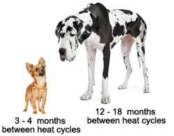 How many times does a female dog go into heat Birth Control For Dogs Vca Animal Hospital