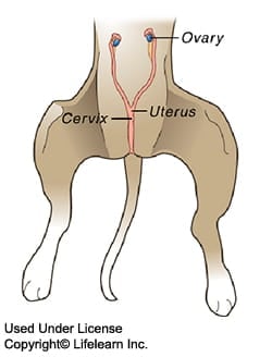 dog birth control pills