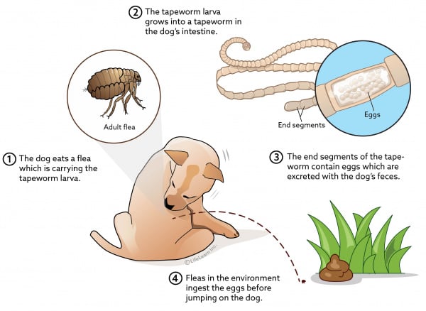 treatment for worms in dogs poop