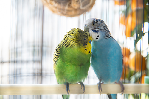 Blood Feathers In Birds Vca Animal Hospital