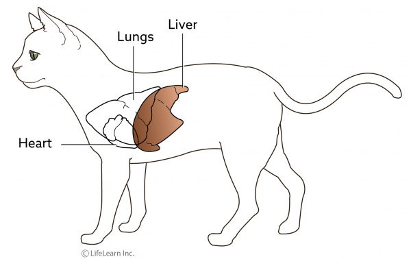 Hepatic Lipidosis in Cats (Fatty Liver 