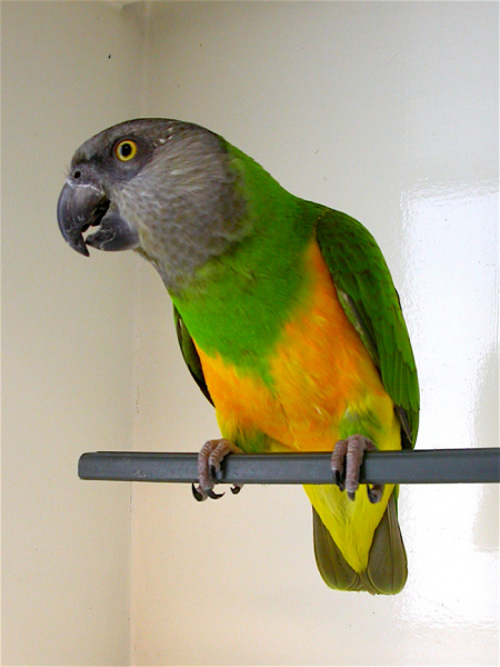 Senegal Parrots - Feeding | VCA Animal 