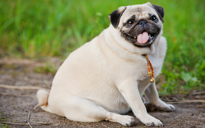 Image of overweight pug dog