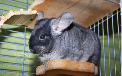 multilevel chinchilla cage