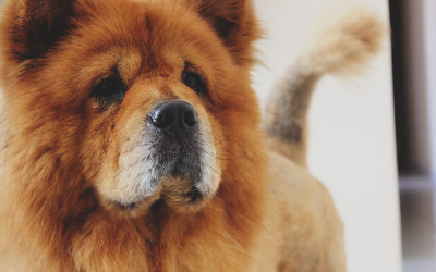 Oral Tumors in Dogs - Melanomas