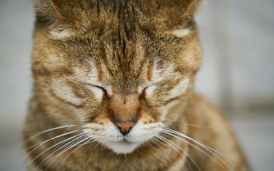 Oral Tumors in Cats - Fibrosarcomas